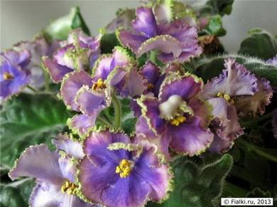 ИзумрудныйБерег3