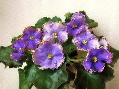 ИзумрудныйБерег4