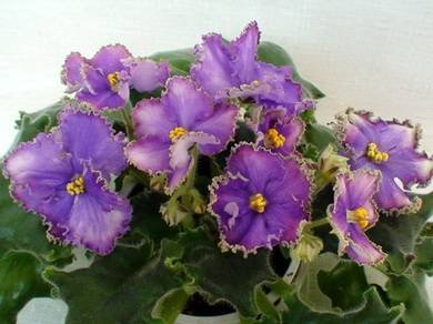 ИзумрудныйБерег5