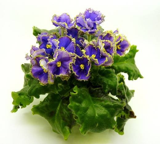 ИзумрудныйБерег6