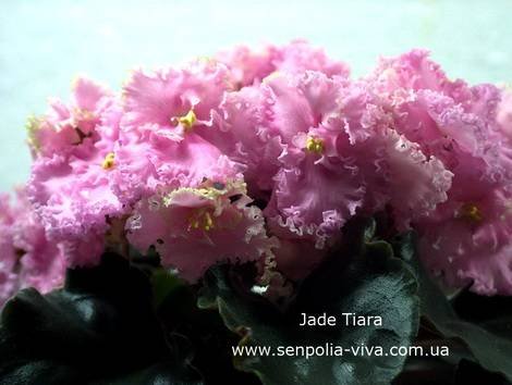 JadeTiara1