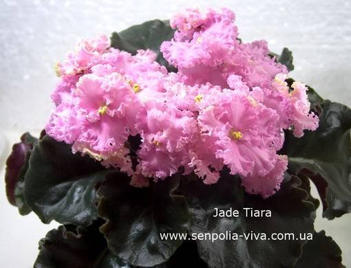 JadeTiara5