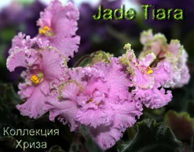 JadeTiara7