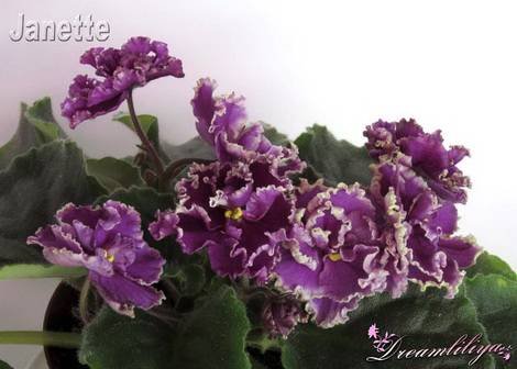 Jeanette1