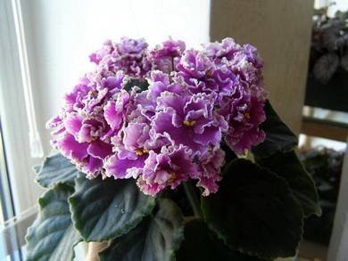 Jeanette8