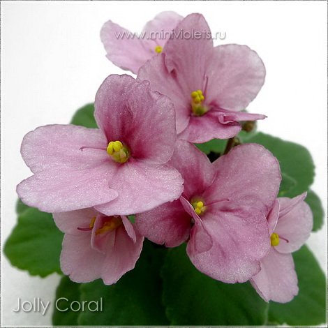 JollyCoral1