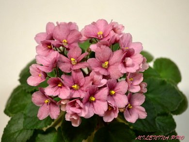 JollyCoral5