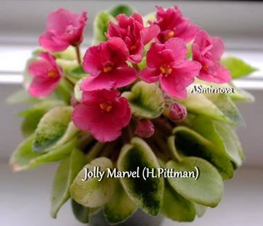 JollyMarvel3