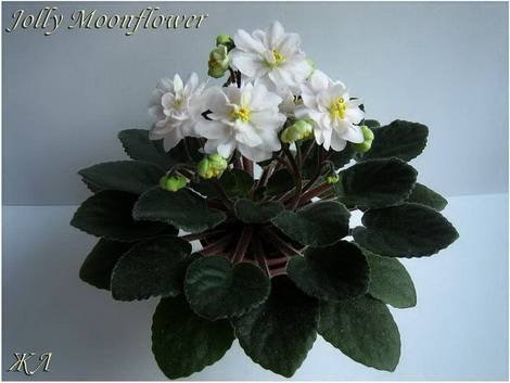 JollyMoonflower1