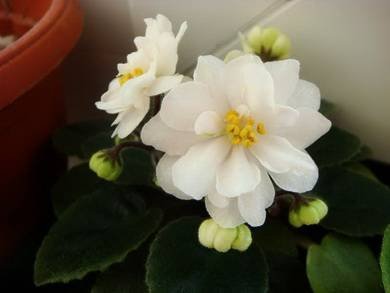 JollyMoonflower2