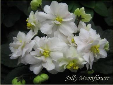 JollyMoonflower3
