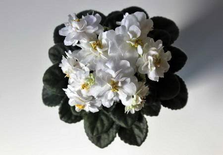 JollyMoonflower4
