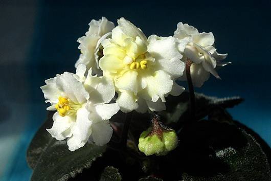 JollyMoonflower5
