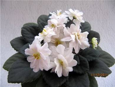 JollyMoonflower8