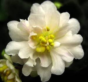 JollyMoonflower9