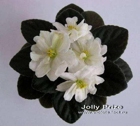 JollyPrize1
