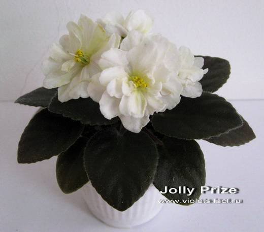 JollyPrize6