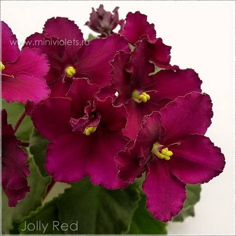 JollyRed1