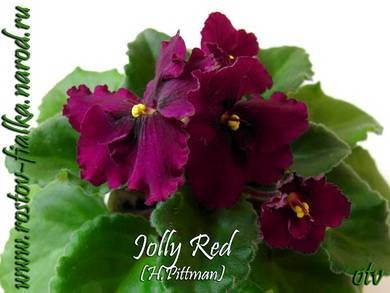 JollyRed2
