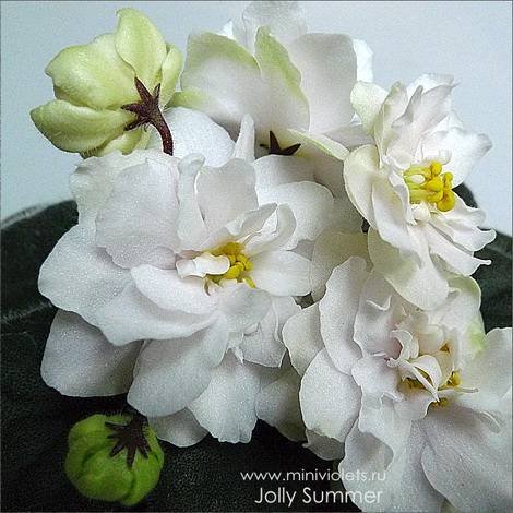 JollySummer1