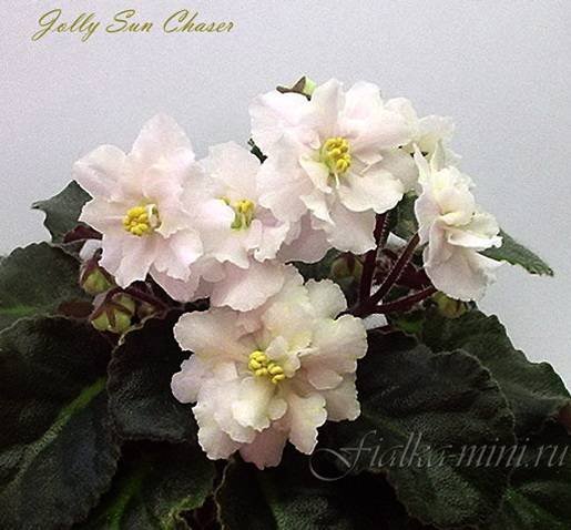 JollySunChaser6