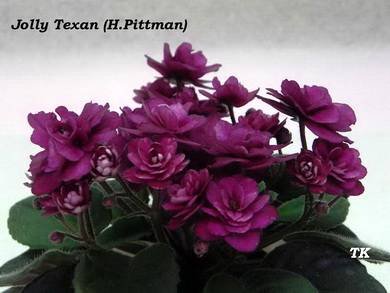 JollyTexan2