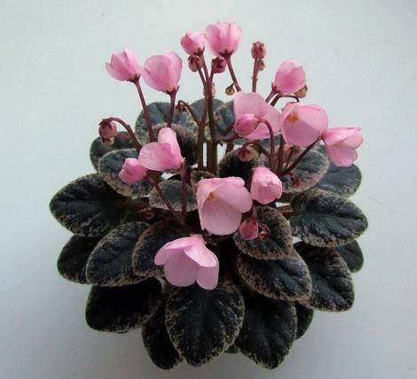 Joy'sPinkHalo1