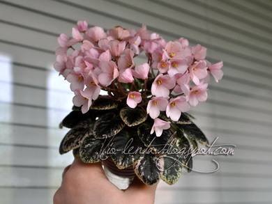 Joy'sPinkHalo2