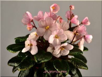 Joy'sPinkHalo3
