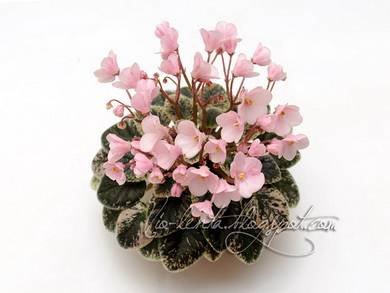 Joy'sPinkHalo7