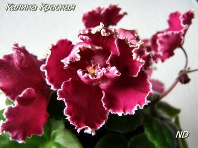 КалинаКрасная2