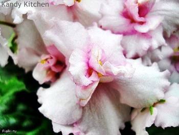 KandyKitchen2