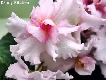 KandyKitchen3