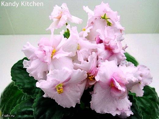 KandyKitchen5