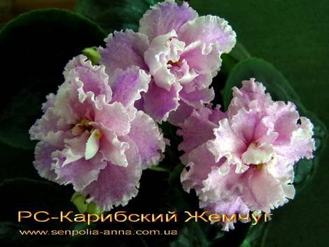КарибскийЖемчуг1