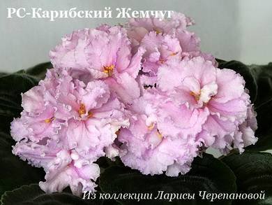 КарибскийЖемчуг2