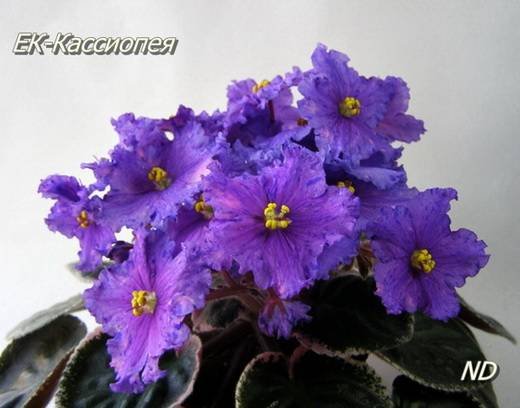 Кассиопея5