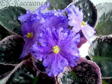 Кассиопея7