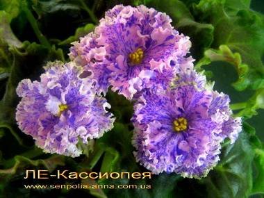 КассиопеяЛЕ2