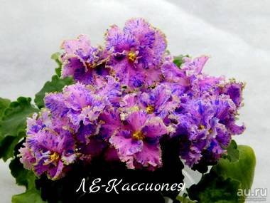 КассиопеяЛЕ5