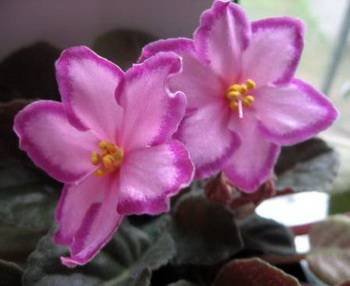 Kev'sHeavenlyStar2