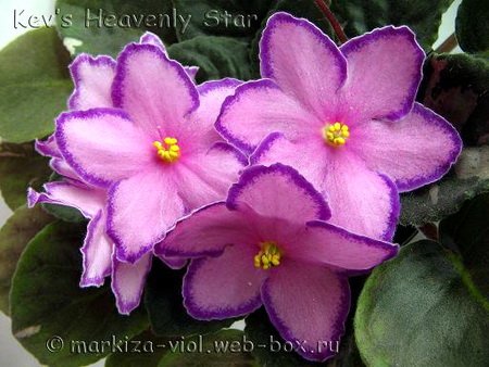 Kev'sHeavenlyStar4