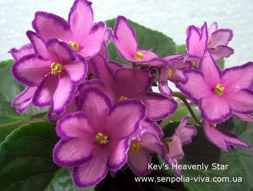 Kev'sHeavenlyStar5