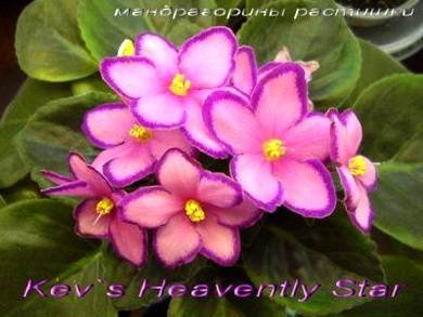 Kev'sHeavenlyStar7