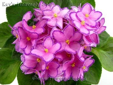 Kev'sHeavenlyStar8