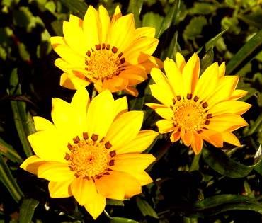 KissGoldenYellow