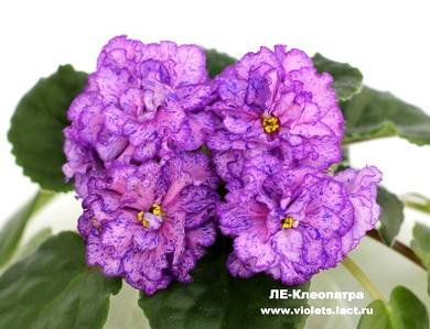 Клеопатра3