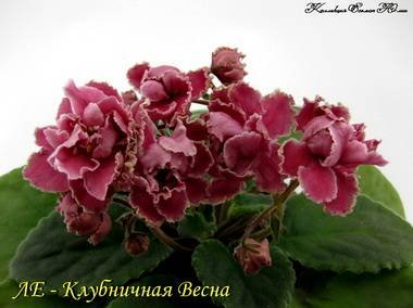 КлубничнаяВесна3