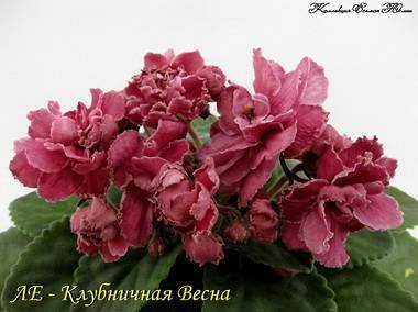 КлубничнаяВесна4