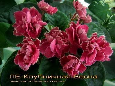 КлубничнаяВесна5